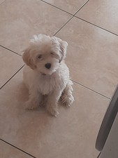 Cuccioli cane usato  Palagianello