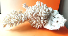 Ancienne branche corail d'occasion  Saint-Jory