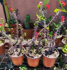 Vaso pianta euphorbia usato  Barcellona Pozzo di Gotto