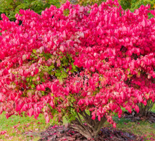 Dwarf burning bushes for sale  Mcminnville