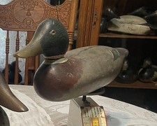 drake mallard hen for sale drake mallard hen for sale Petaluma