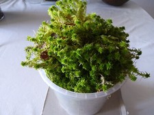 Moos sphagnum gebraucht kaufen  Büsingen
