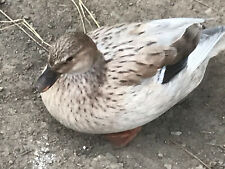 Call duck eggs for sale  Dalton