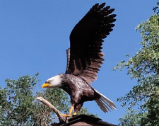 American bald eagle for sale  Phoenix