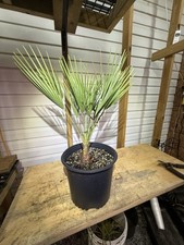 Mediterranean fan european for sale  Byron