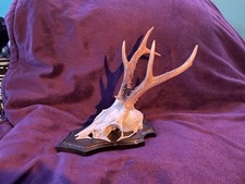 deer plaques for sale deer plaques for sale NEWPORT