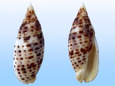 Mitridae mitra cardinalis usato  Roma