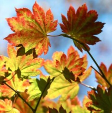 Acer palmatum rubro usato  Napoli