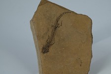Salamandre fossile apateon d'occasion  Forcalquier