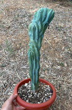 Myrtillocactus geometrizans cr usato  Menfi