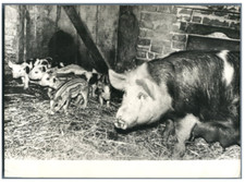 Vintage silver print d'occasion  Expédié en Belgium