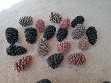 Large pine tree for sale  STAINES-UPON-THAMES