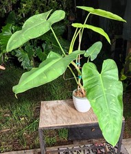 Philodendron jose buono for sale  Hollywood