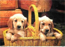 Animaux chiens golden d'occasion  Fruges