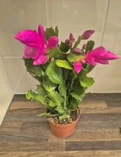 Christmas cactus pink for sale  LONDON