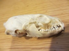 Real fisher skull for sale  Saint Paul