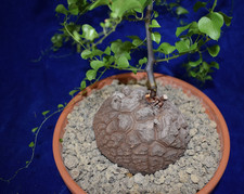 Dioscorea elephantipes elephan for sale Dioscorea elephantipes elephan for sale  MILTON KEYNES