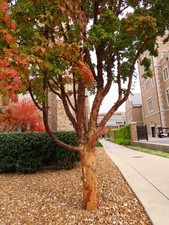 Fresh acer griseum for sale  Rochester