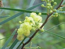Graines acacia retinodes d'occasion  Sabres