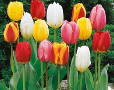 Lâmpadas de tulipa exóticas: cores misturadas / mergulho da sorte: US$ 150 por 20 lâmpadas frete grátis comprar usado  Enviando para Brazil