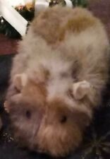 Meerschweinchen hermann teddy gebraucht kaufen  Deutschland