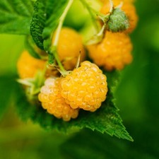 Golden raspberry live for sale  Gassville