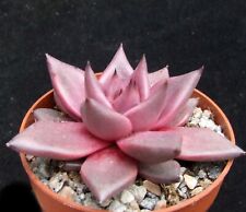 Echeveria agavoides select for sale  EASTBOURNE