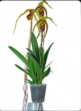 Phragmipedium humboldtii fortu for sale  Daly City
