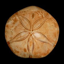 63mm pygurus marmonti for sale  Post Falls