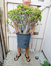 Crassula ovata jade for sale  Garden Grove