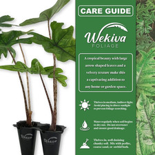Alocasia jacklyn live for sale  USA