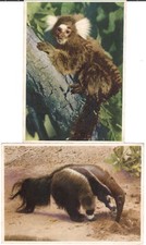 Sammelbilder mohr margarinefab gebraucht kaufen Sammelbilder mohr margarinefab gebraucht kaufen  Hannover