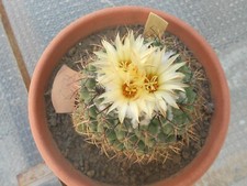 cactus finto usato cactus finto usato Adrano