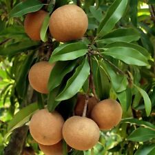 Manilkara zapota sapodilla gebraucht kaufen  Versand nach Germany