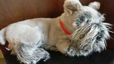 Schnauzer puppy dog for sale  LEICESTER