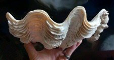 Giant clam shell for sale  USK
