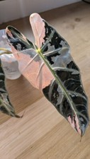 rasch bambino gebraucht kaufen rasch bambino gebraucht kaufen Reutlingen