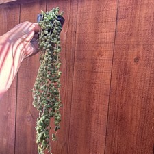 Reserved set plants for sale  San Diego