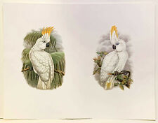 Sulphur crested cockatoos for sale  STOURPORT-ON-SEVERN
