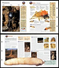 Termite invertebrates wildlife for sale  SLEAFORD