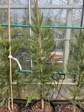 Giant redwood greenpeace for sale  CHORLEY
