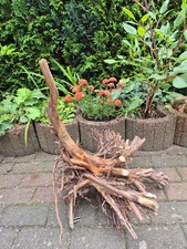 Skulptur wurzel stamm gebraucht kaufen  Werneuchen