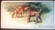 Irish terrier vintage for sale  DERBY