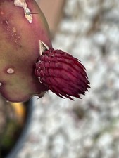 Dragon fruit plant for sale  Deltona