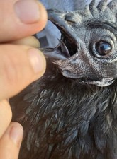 Sop ayam cemani d'occasion  Expédié en Belgium