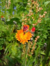 Rangerotes habichtskraut samen gebraucht kaufen  Hohenau