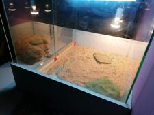 Terrarium reptile éclairage d'occasion  Mézidon-Canon