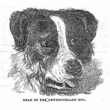 Head newfoundland dog for sale  GLASGOW