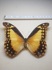 Morpho rethenor helena gebraucht kaufen  Halle