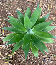 Agave attenuata pianta usato  Menfi